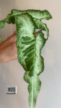 Charger l&#39;image dans la galerie, Syngonium three kings
