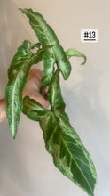 Charger l&#39;image dans la galerie, Syngonium three kings
