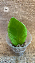 Charger l&#39;image dans la galerie, Zz plant variegata

