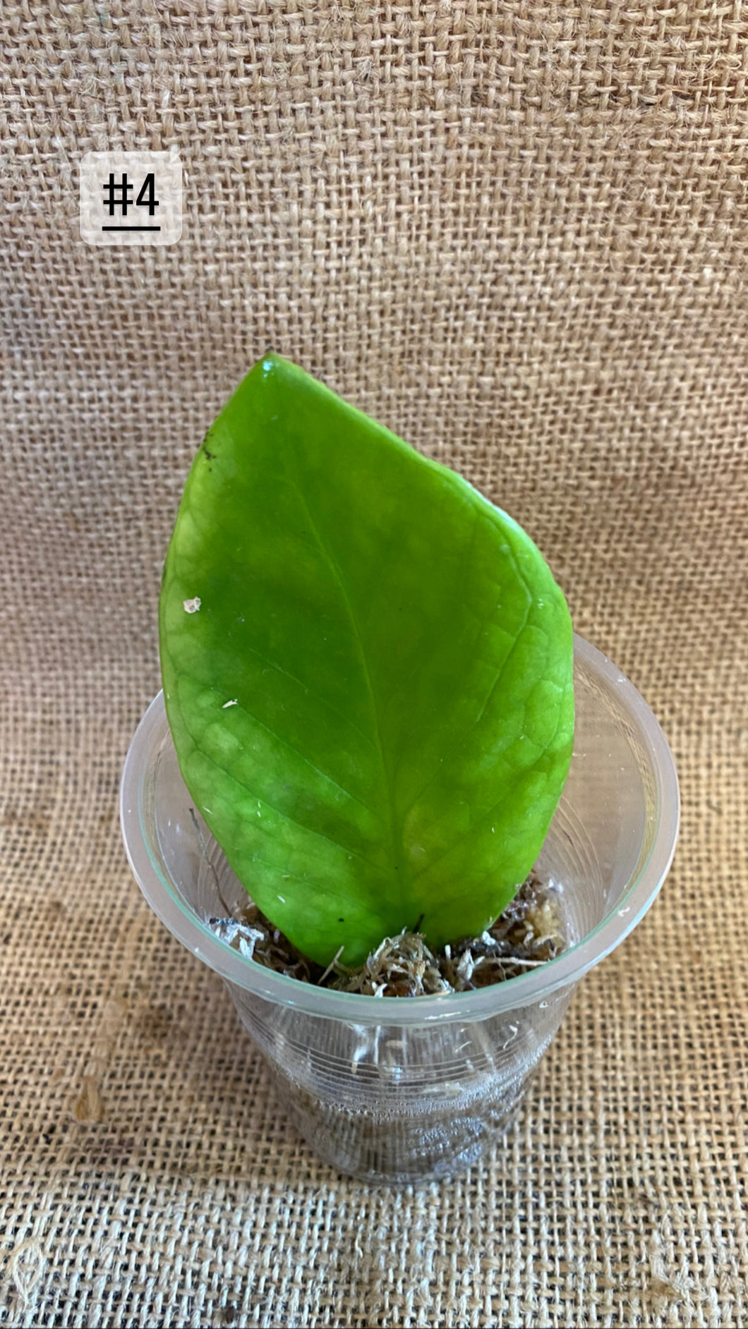 Zz plant variegata