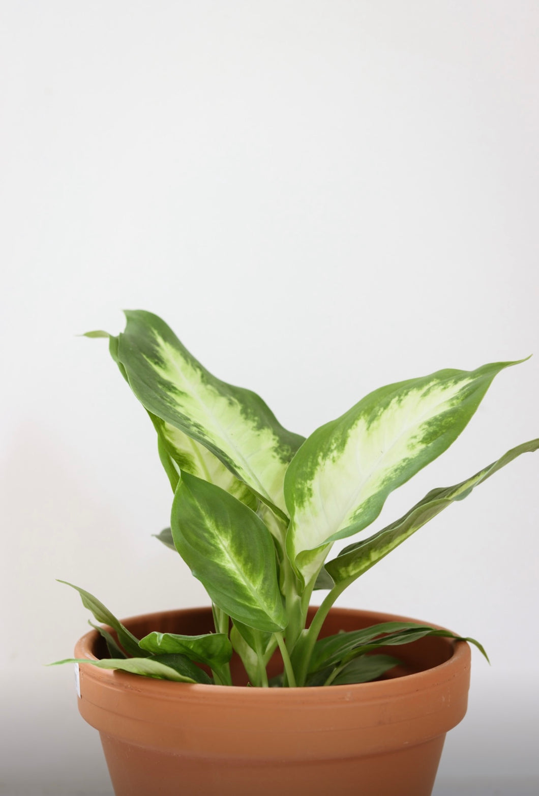 Dieffenbachia camille