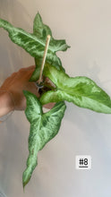Charger l&#39;image dans la galerie, Syngonium three kings
