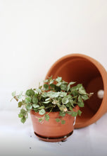 Load image into Gallery viewer, Hoya curtisii ⭐️

