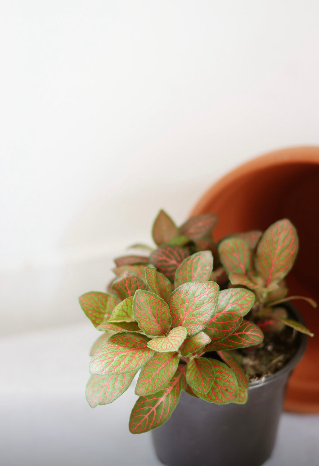 Fittonia rouge⭐️