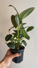 Load image into Gallery viewer, Ficus vert en pot noir avec feuilles vertes
