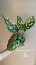 Charger l&#39;image dans la galerie, Monstera adansonii albo
