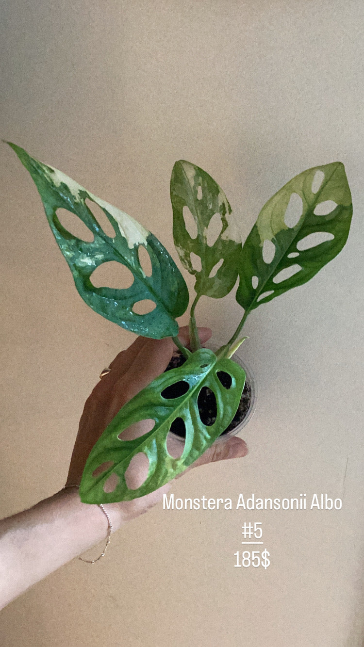 Monstera adansonii albo