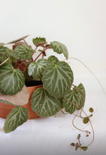 Load image into Gallery viewer, Begonia saxifraga strawberry
