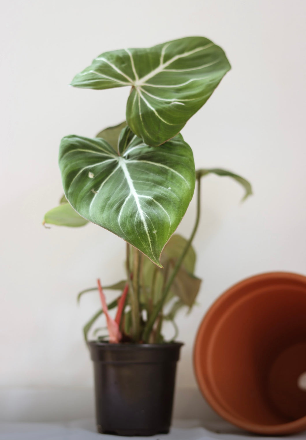 Philodendron gloriosum
