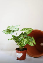 Charger l'image dans la galerie, Syngonium white butterfly
