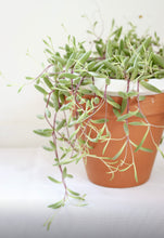 Charger l'image dans la galerie, Pot de plante en terre cuite avec tiges retombantes vertes et fleurs violettes

