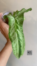 Charger l&#39;image dans la galerie, Syngonium three kings
