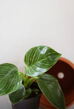 Charger l'image dans la galerie, Philodendron birkin aux feuilles vertes striées de blanc, en pot en terre cuite.
