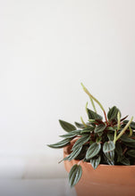 Charger l&#39;image dans la galerie, Peperomia rosso⭐️
