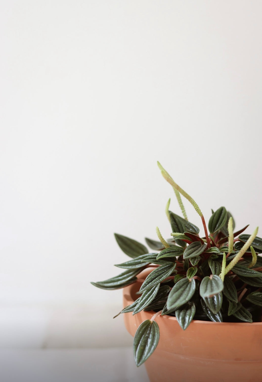 Peperomia rosso⭐️