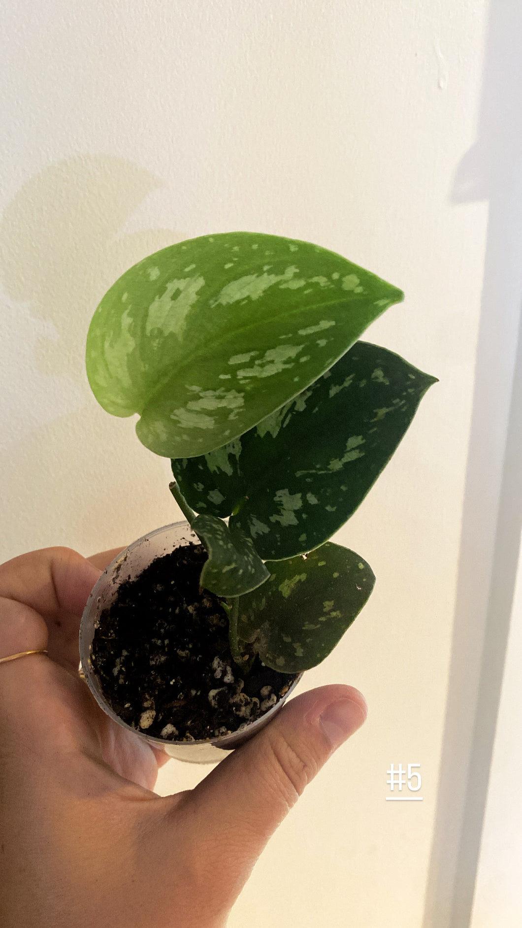 Scindapsus tricolor
