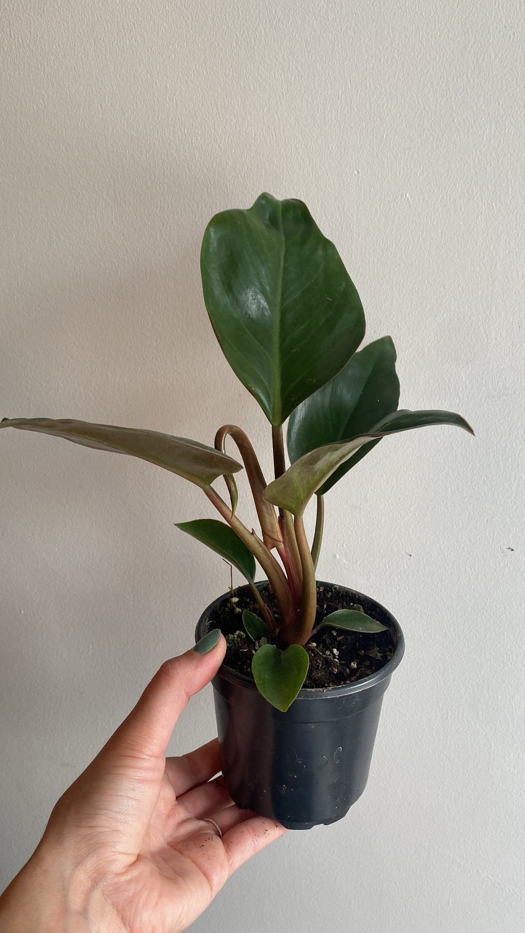 Philodendron Congo rouge