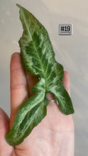 Charger l&#39;image dans la galerie, Syngonium three kings
