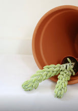 Load image into Gallery viewer, Plante succulente à longues tiges retombantes vert clair dans un pot en terre cuite
