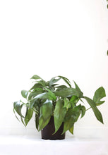 Load image into Gallery viewer, Epipremnum Baltic Blue
