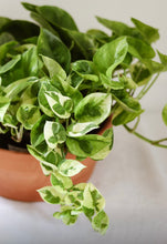 Charger l'image dans la galerie, Plante de pothos à feuilles vertes panachées blanc crème en pot
