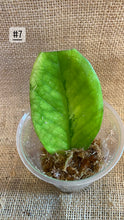 Charger l&#39;image dans la galerie, Zz plant variegata
