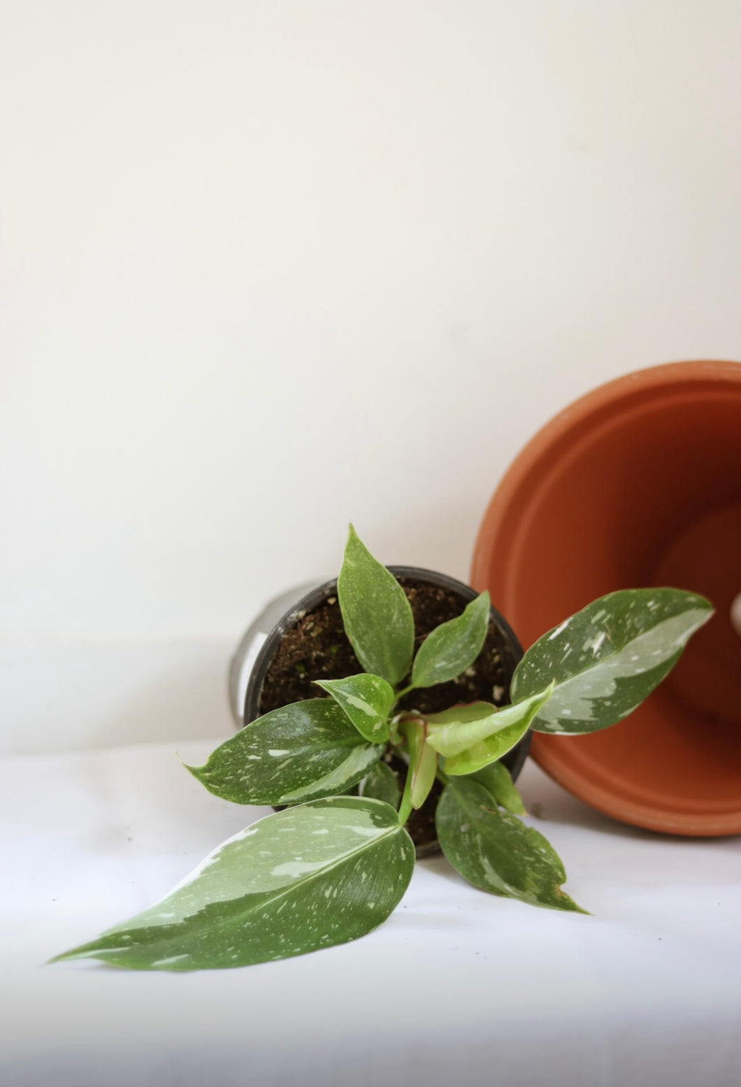 Philodendron white princess