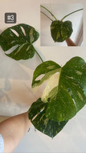 Charger l&#39;image dans la galerie, Monstera thaï
