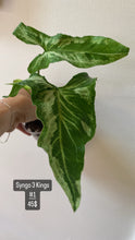 Charger l&#39;image dans la galerie, Syngonium three kings
