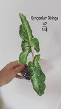 Charger l&#39;image dans la galerie, Syngonium three kings
