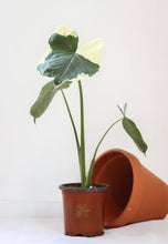 Charger l&#39;image dans la galerie, Alocasia Mickey Mouse
