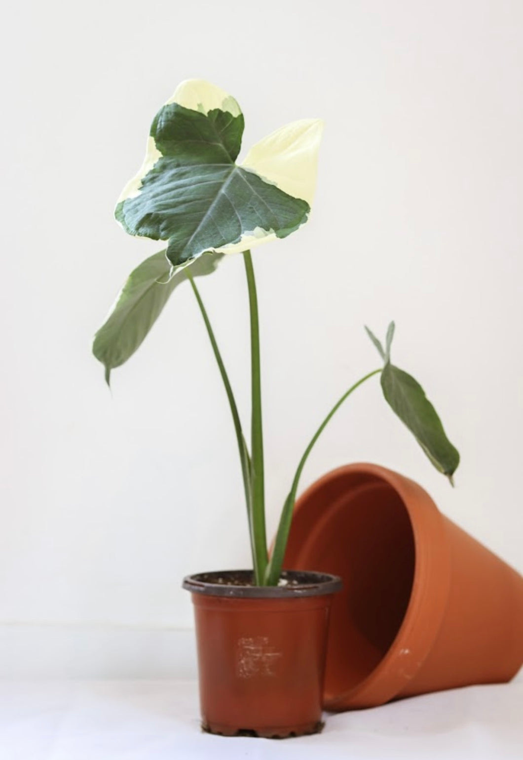 Alocasia Mickey Mouse
