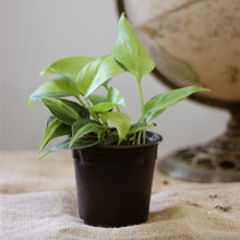 Charger l'image dans la galerie, Philodendron brésilien en pot noir, feuilles vertes et jeunes pousses
