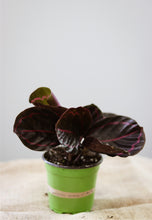 Charger l&#39;image dans la galerie, Calathea red mojo

