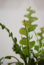 Load image into Gallery viewer, Zig zag cactus
