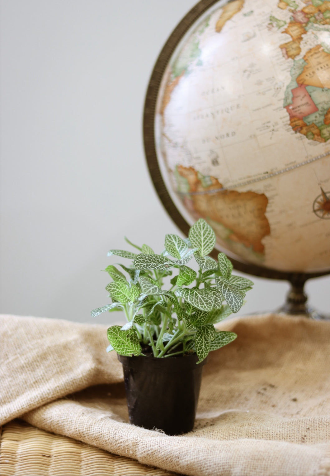Fittonia blanc ⭐️