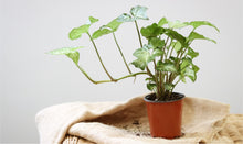 Charger l'image dans la galerie, Syngonium white butterfly
