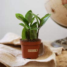 Charger l'image dans la galerie, Zamioculcas zamiifolia en pot en terre cuite, feuilles vert foncé luisantes
