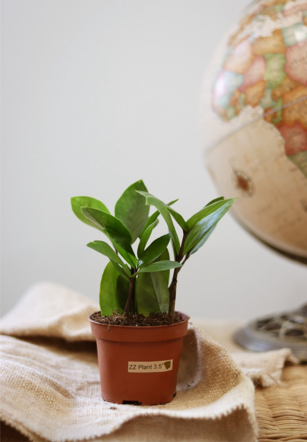 Zamioculcas Zz