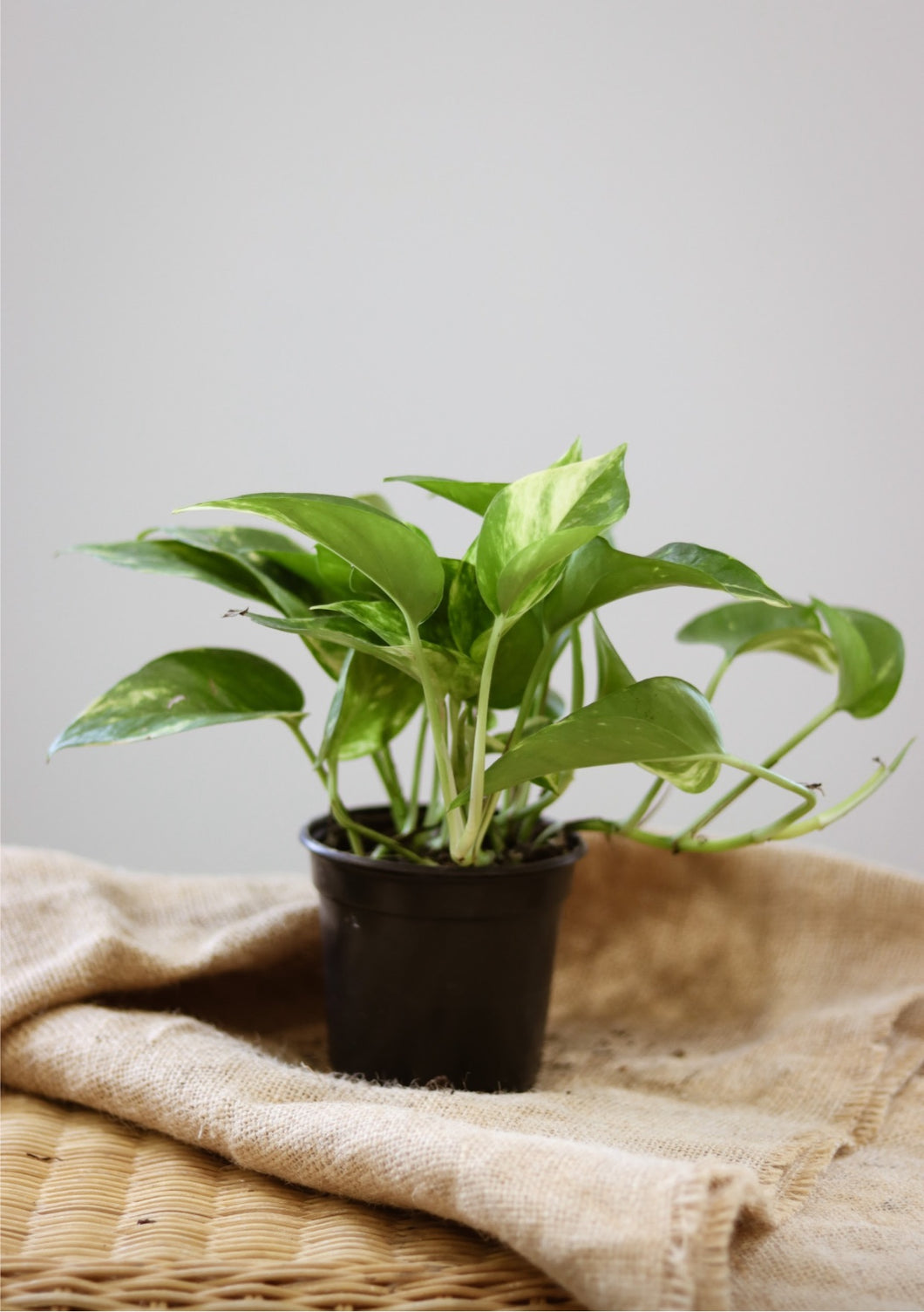 Pothos golden