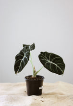 Charger l&#39;image dans la galerie, Alocasia black velvet
