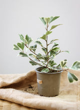 Charger l&#39;image dans la galerie, Ficus triangularis
