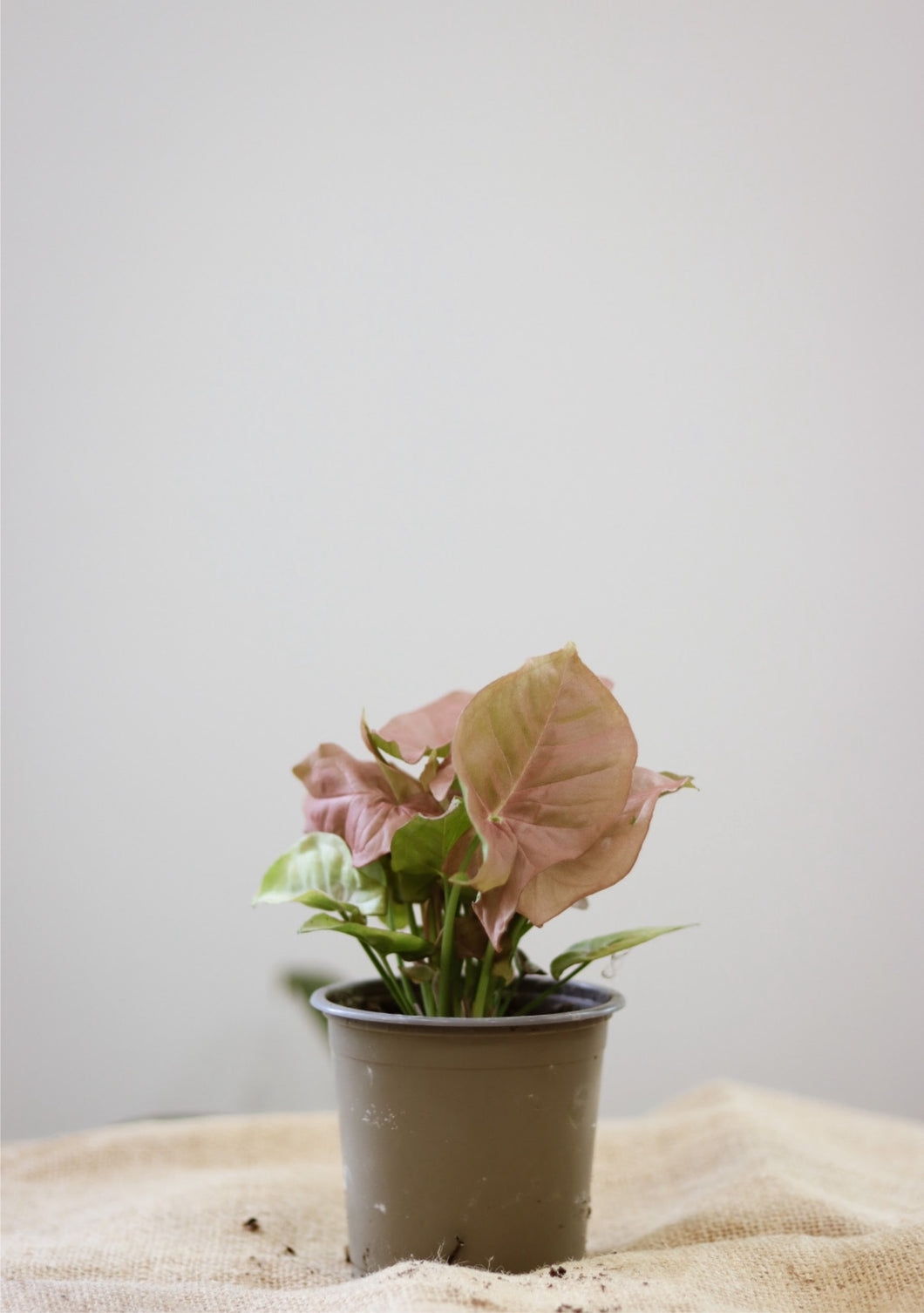 Syngonium rose