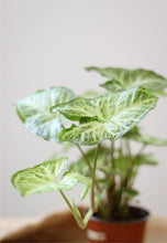 Charger l'image dans la galerie, Syngonium white butterfly

