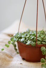 Charger l&#39;image dans la galerie, Chaîne de tortue  ⭐️ Peperomia Prostrata
