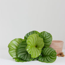 Load image into Gallery viewer, Calathéa orbifolia en pot : feuilles vert clair striées en rosette
