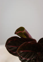 Charger l&#39;image dans la galerie, Calathea red mojo
