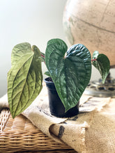 Load image into Gallery viewer, Anthurium radicans x luxurians
