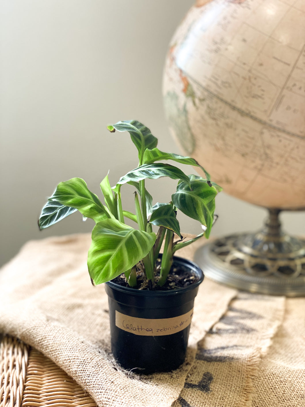 Calathea zebrina⭐️