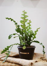 Load image into Gallery viewer, Zig zag cactus

